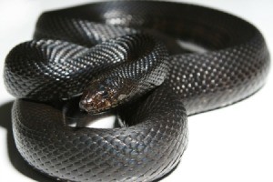 Black Pine Snake