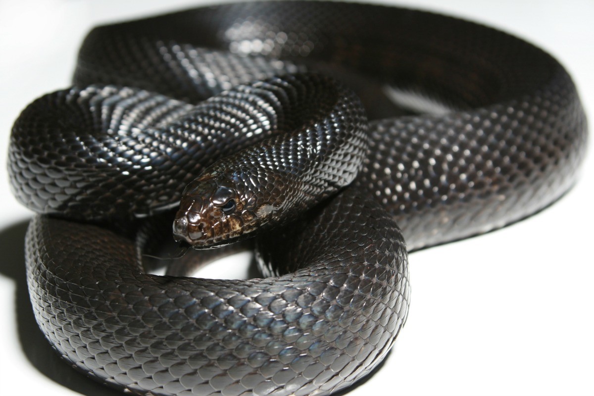 Identifying Black Snakes Thriftyfun