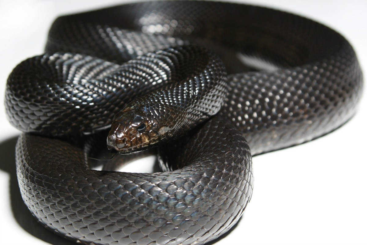 identifying-black-snakes-thriftyfun