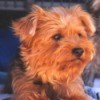 Billy (Yorkshire Terrier)