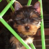 Chester (Yorkshire Terrier)