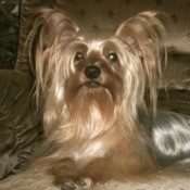 Pockets (Yorkshire Terrier)