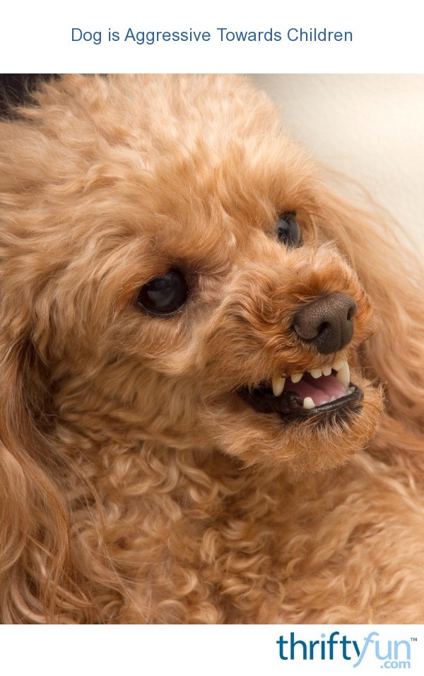 dog showing aggression towards child