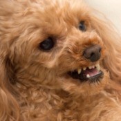 Aggressive dog bearing it's teeth and growling.