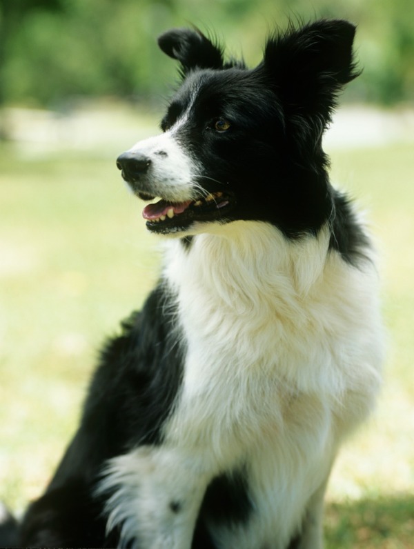Border Collie Breed Information and Photos ThriftyFun