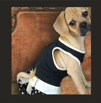 Lola (Puggle)