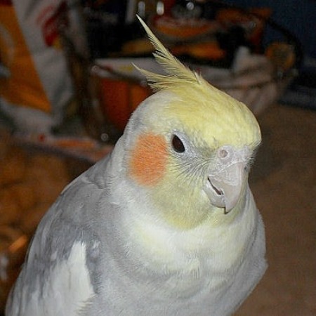 Romeo (Cockatiel)