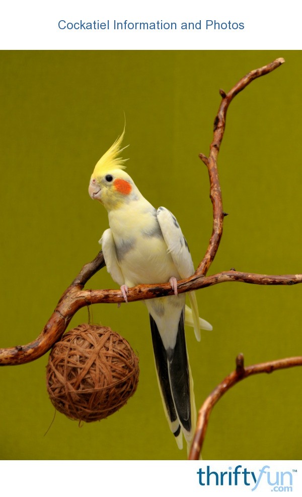 Cockatiel Information and Photos | ThriftyFun