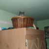 Cat in a basket on top of armoire.