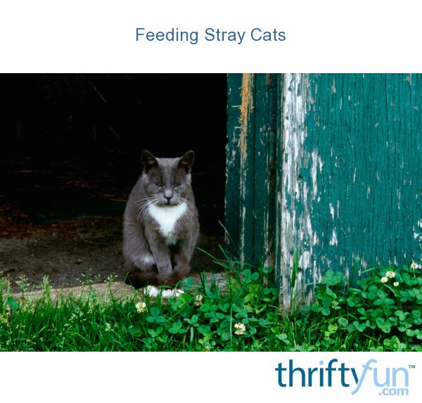 download feeding stray cats