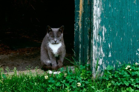 Stray cat in a doorway.