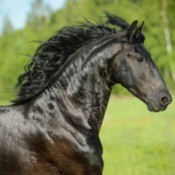 A beautiful black horse.