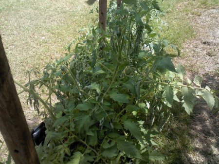 Tomato plant.