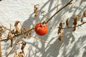 Tomato Plants Dying