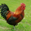 Photo of a rooster in the grass.