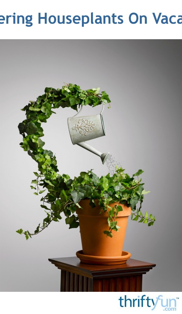 Watering Houseplants On Vacation | ThriftyFun