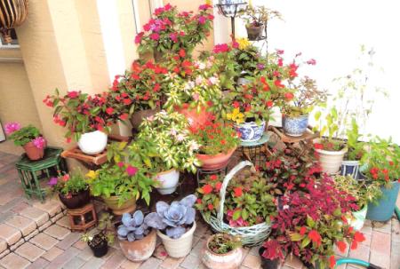 Potted plants in entryway.