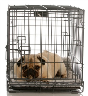 pug in a crate