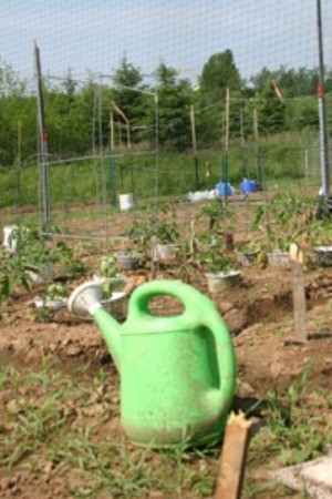 Community Gardening