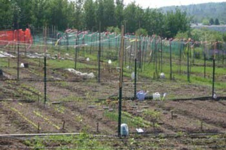 Community Gardening