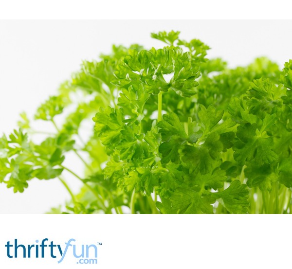 Storing Fresh Parsley? ThriftyFun