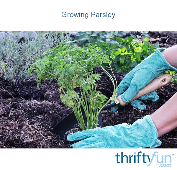 Growing Parsley ThriftyFun
