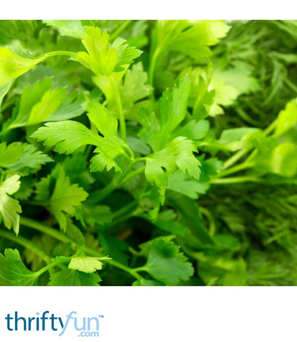 Freezing Parsley ThriftyFun
