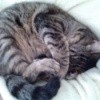 Tabby cat curled up in a ball.