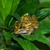 Frog (Pretoria Zoo, South Africa)