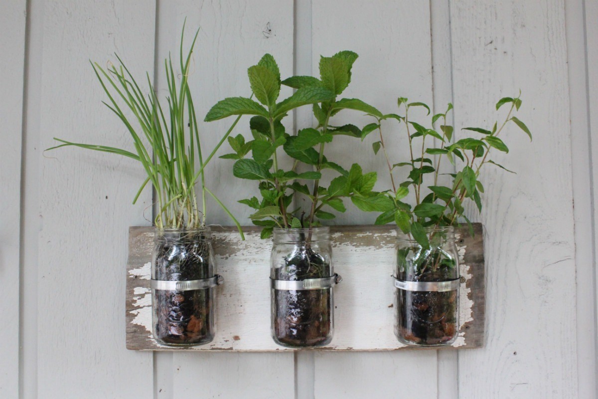 Canning Jar Herb Garden ThriftyFun