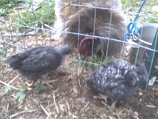 Rocky and Barry (Chickens)
