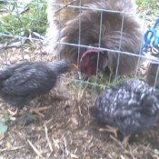 Rocky and Barry (Chickens)