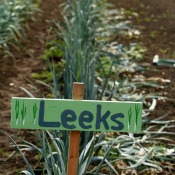 Growing Leeks