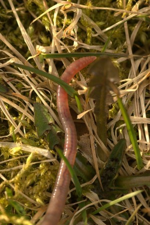 Worm in the Lawn