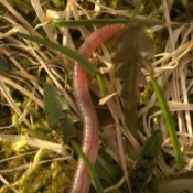 Worm in the Lawn
