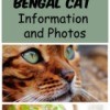 Bengal House Cat