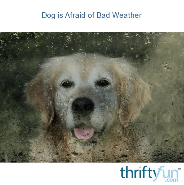 Dog is Afraid of Bad Weather? ThriftyFun