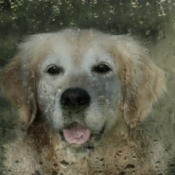 Dog looking out a window on a rainy day.