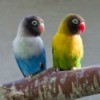 Two Masked Lovebirds sitting on a branch.