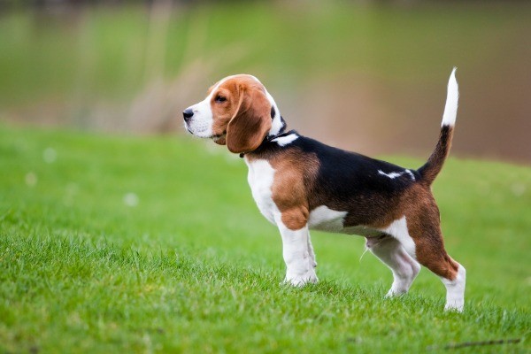 Beagle Breed Information And Photos | ThriftyFun