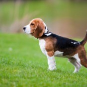 Beagle in the grass.