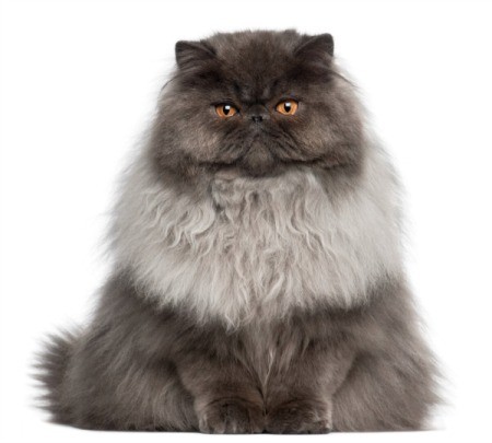 A Persian cat with long hair.