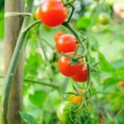 Supporting Tomato Plants