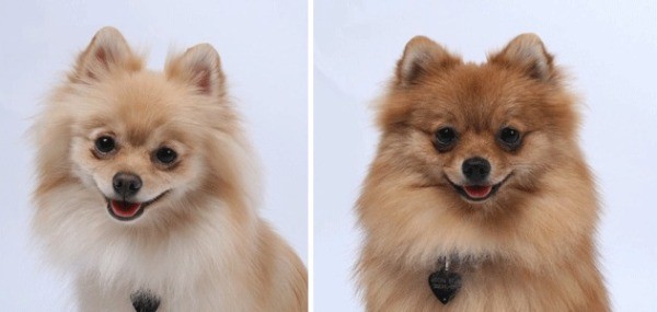 Two Pomeranians on cream and the other orange colored.
