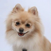 Two Pomeranians on cream and the other orange colored.