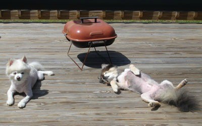 White Pomeranians laying on a deck.