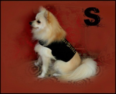 Skippy, a blonde Pomeranian sitting on a red sofa.