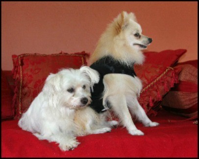 Two small dogs sitting on a red sofa.