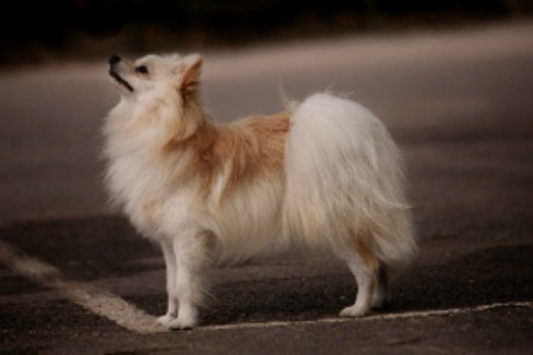 Pomeranian standing on the street looking up.