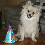 Cream Pomeranian sitting with a birthday hat.